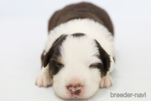 成約済の神奈川県のボーダーコリー-319175の6枚目